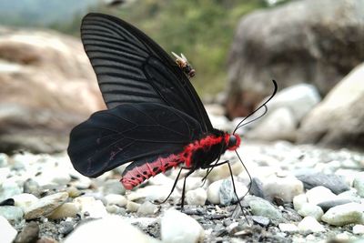 Close-up of butterfly on rock