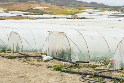 Scenic view of agricultural field