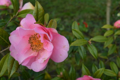 Close-up of pink flower