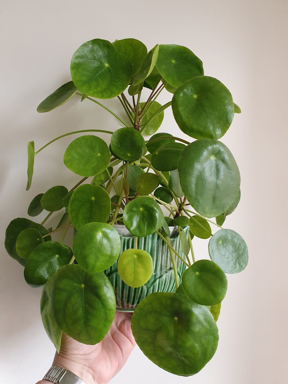 CROPPED IMAGE OF HAND HOLDING FRESH GREEN LEAVES