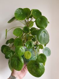 Cropped image of person holding fresh green leaves