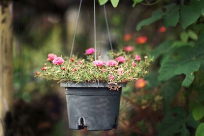 Close-up of potted plant