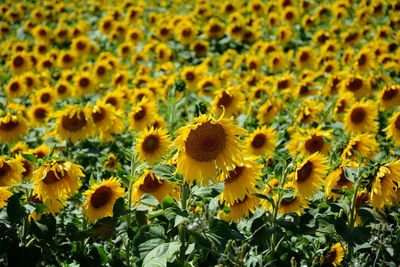 Full frame shot of sunflower field