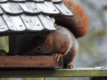 Close-up of squirrel