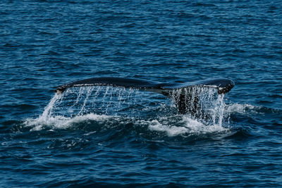 Whale swimming in sea