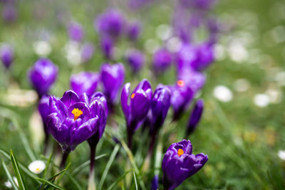 Close-up of purple crocus flowers