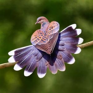 Close-up of a bird flying