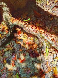 Full frame shot of dry leaves on tree trunk