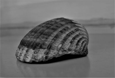 Close-up of seashell on sea