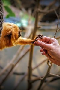 Close-up of hand holding stick