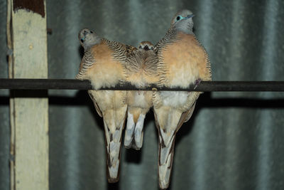 Close-up of birds perching on metal fence