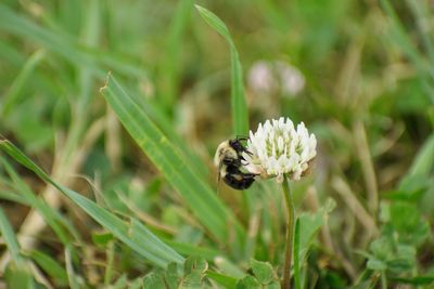 Close-up of bee on flower
