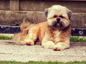 Close-up portrait of dog