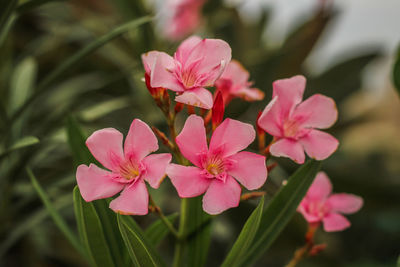 Close-up of pink flowering plant