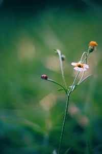 Close-up bugs crawl on chamomile plant.