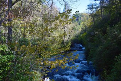 Scenic view of river amidst trees in forest