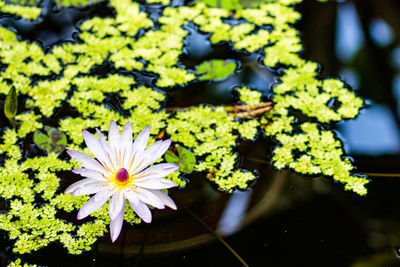 Close-up of yellow flowering plant