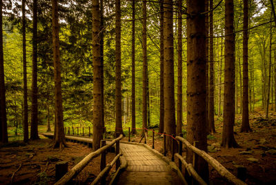 Footpath amidst trees in forest