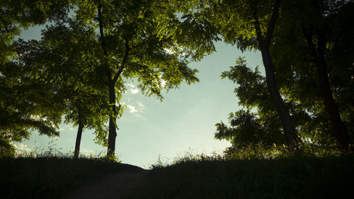 Trees growing on field against sky