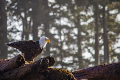 Low angle view of eagle perching on tree