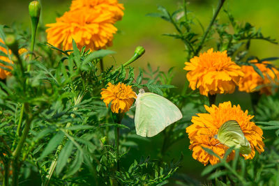 Close-up of yellow flowering plant