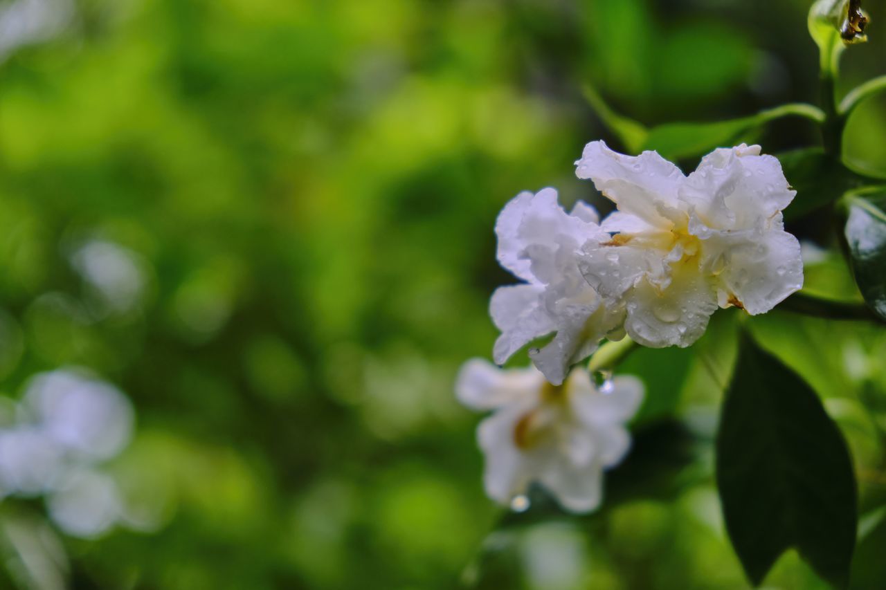 CLOSE-UP OF WHITE FLOWER