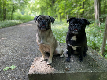 Portrait of black dog and blonde dog , pugs