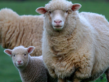 Portrait of sheep