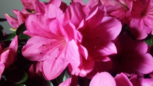 Close-up of pink flower