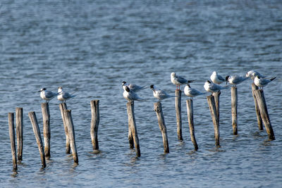 Seagulls on wooden posts in sea