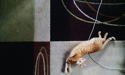 High angle view of cat
