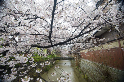 Cherry blossom tree by river against sky