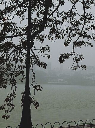 water, tree, tranquility, branch, fog, tranquil scene, silhouette, scenics, nature, beauty in nature, foggy, bare tree, lake, sky, tree trunk, idyllic, sea, dusk, outdoors