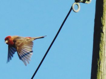 Low angle view of bird perched on blue sky