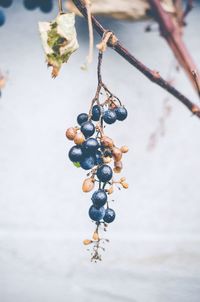 Close-up of fruits hanging on tree