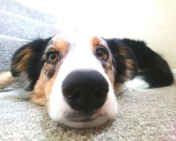 Close-up portrait of dog lying at home