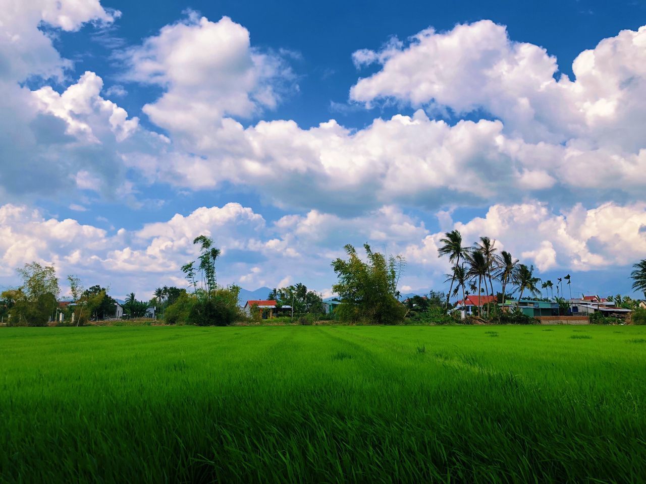 SCENIC VIEW OF RICE FIELD AGAINST SKY