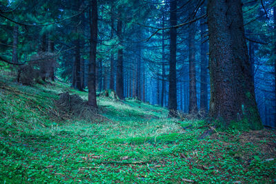 Pine trees in forest