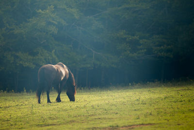 Horse grazing on field 