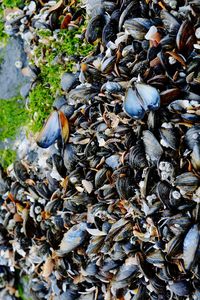 High angle view of crab on beach