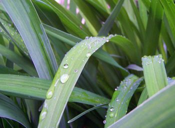 Close-up of wet plants