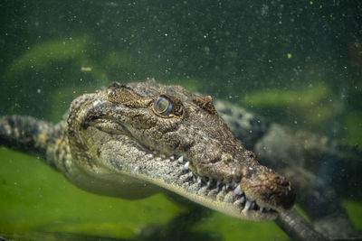 Close-up of crocodile