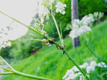 Close-up of insect on plant