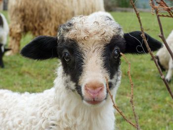 Close-up portrait of sheep on field