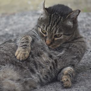 Close-up of a cat looking away