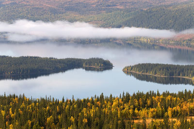 Scenic view of lake in forest