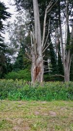 Trees on field in forest