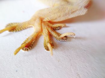 Close up view of a dead lizard's leg on a table