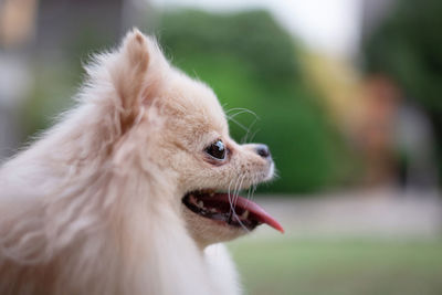 Close-up of a dog looking away