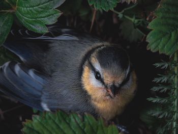 Close-up of a bird